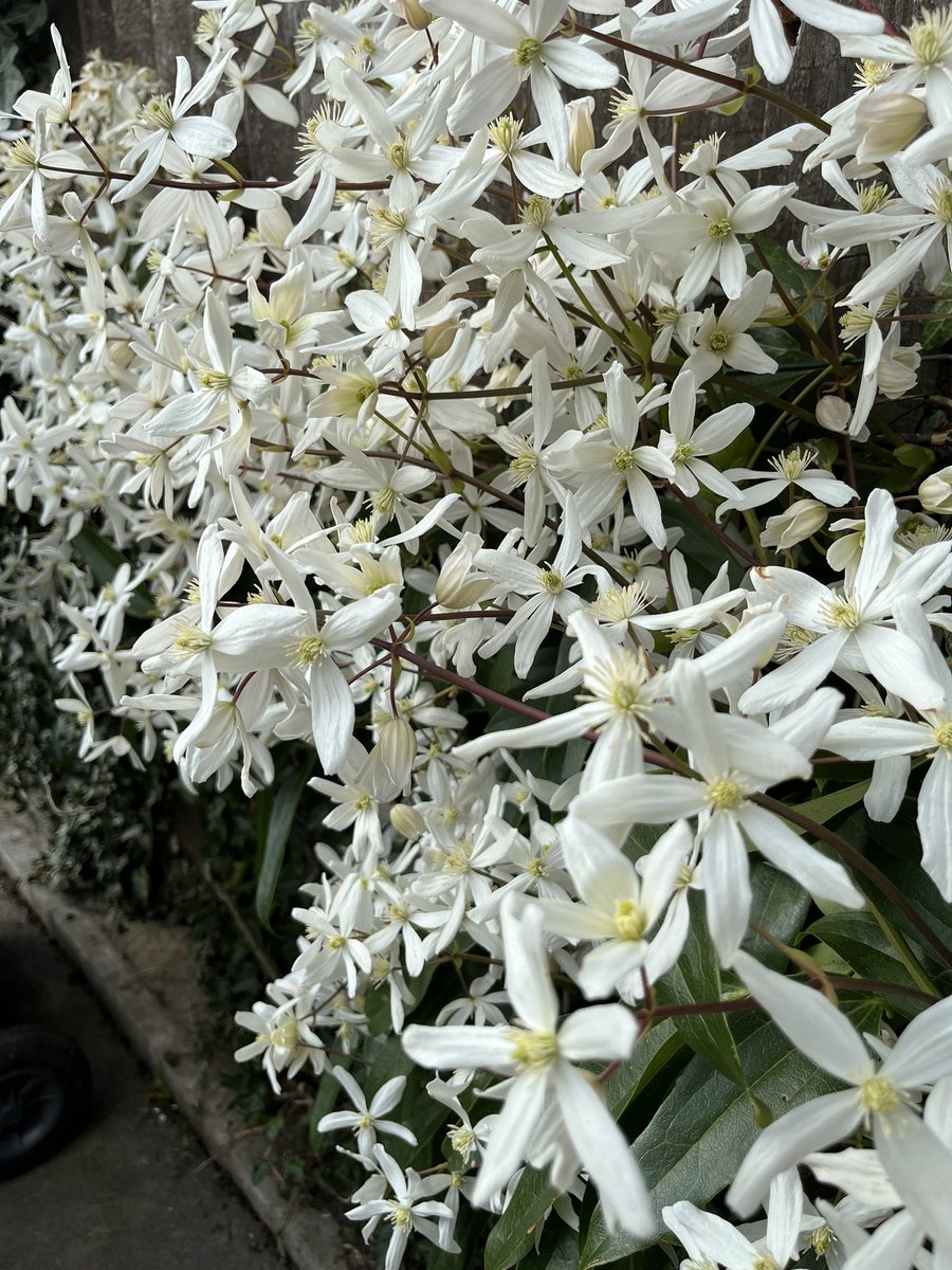 avid_gardener's tweet photo. Surrounded by #clematisarmandii scent! 💯🙌🏻 #garden #gardening #gardenchat #gardenmaintenance https://t.co/5QX86xAahJ