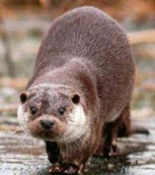 Onze gids vertelt u heel graag over hoe de opmars van de otter de afgelopen jaren plaats heeft kunnen vinden. U bezoekt het nieuw aangelegde otterverblijf waar wij de otters opvangen die niet meer in het wild kunnen leven. 
ow.ly/LXIo50Iqkmf