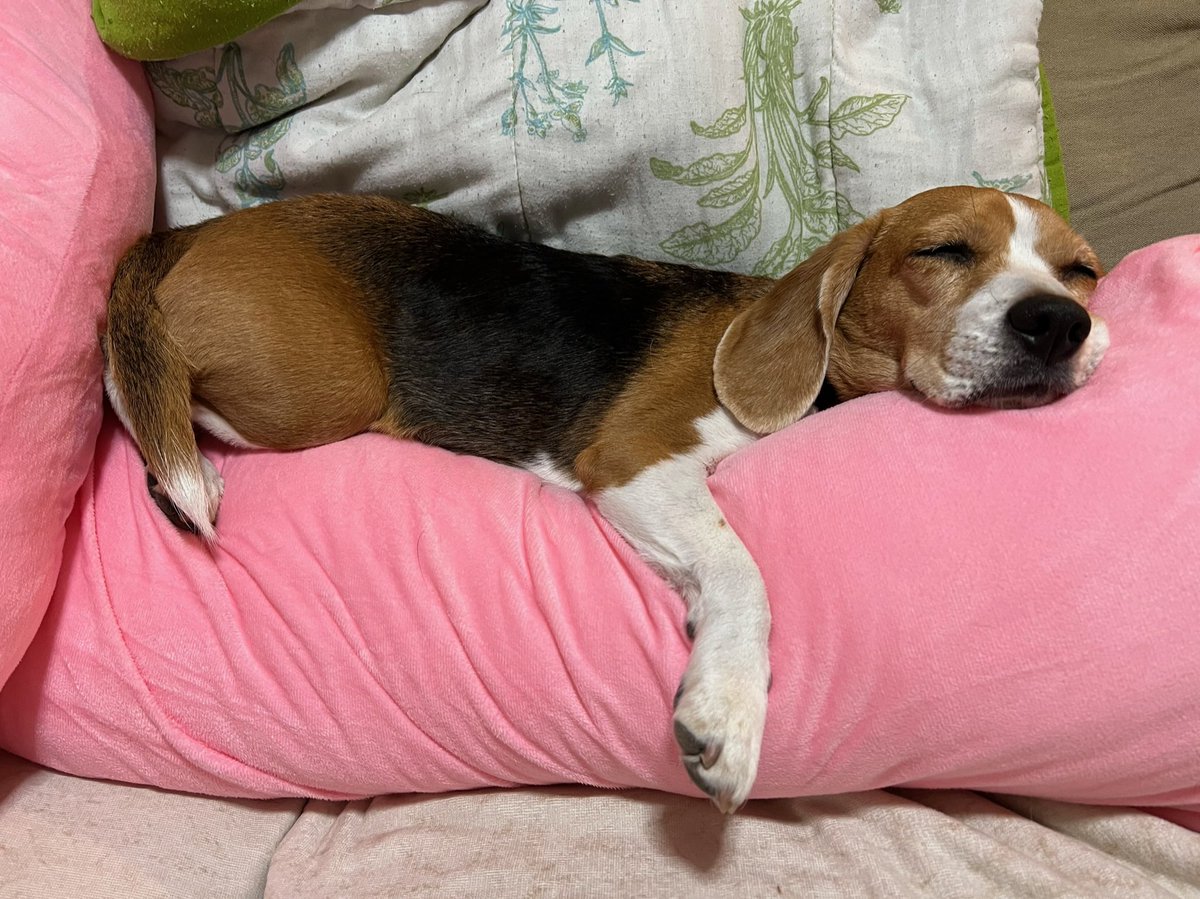 MerlotBeagle's tweet photo. Merlot loves #はぐもっち.
#beagle #ビーグル #bodypillow #ハグモッチ #抱き枕 https://t.co/He6ZAer058