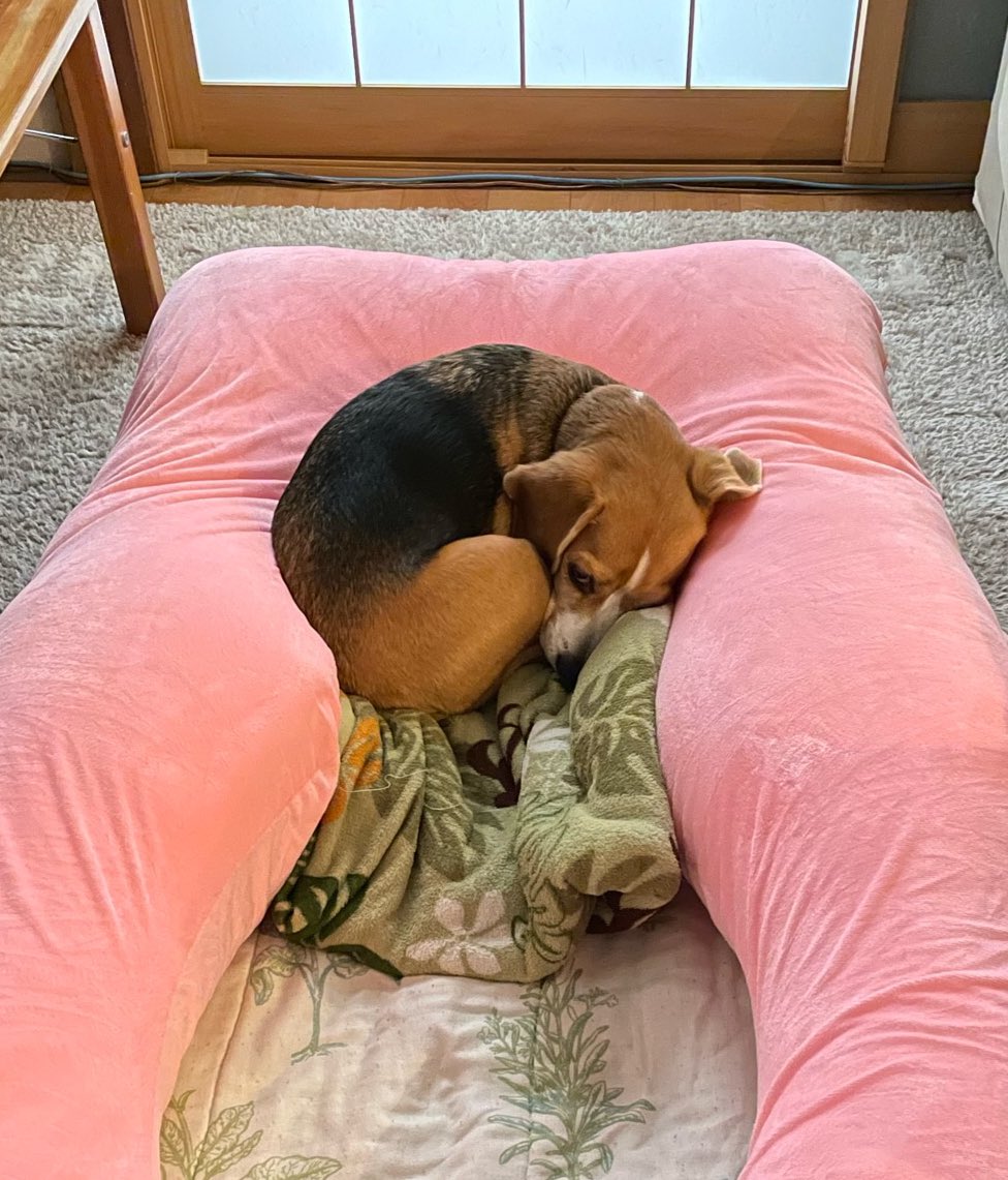 Merlot loves #はぐもっち.
#beagle #ビーグル #bodypillow #ハグモッチ #抱き枕