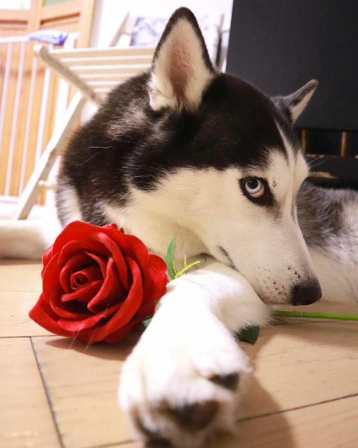 RomanoffWidoww's tweet photo. In honor of doggo day here's my dramatic little baby https://t.co/j6MqDn2dSq