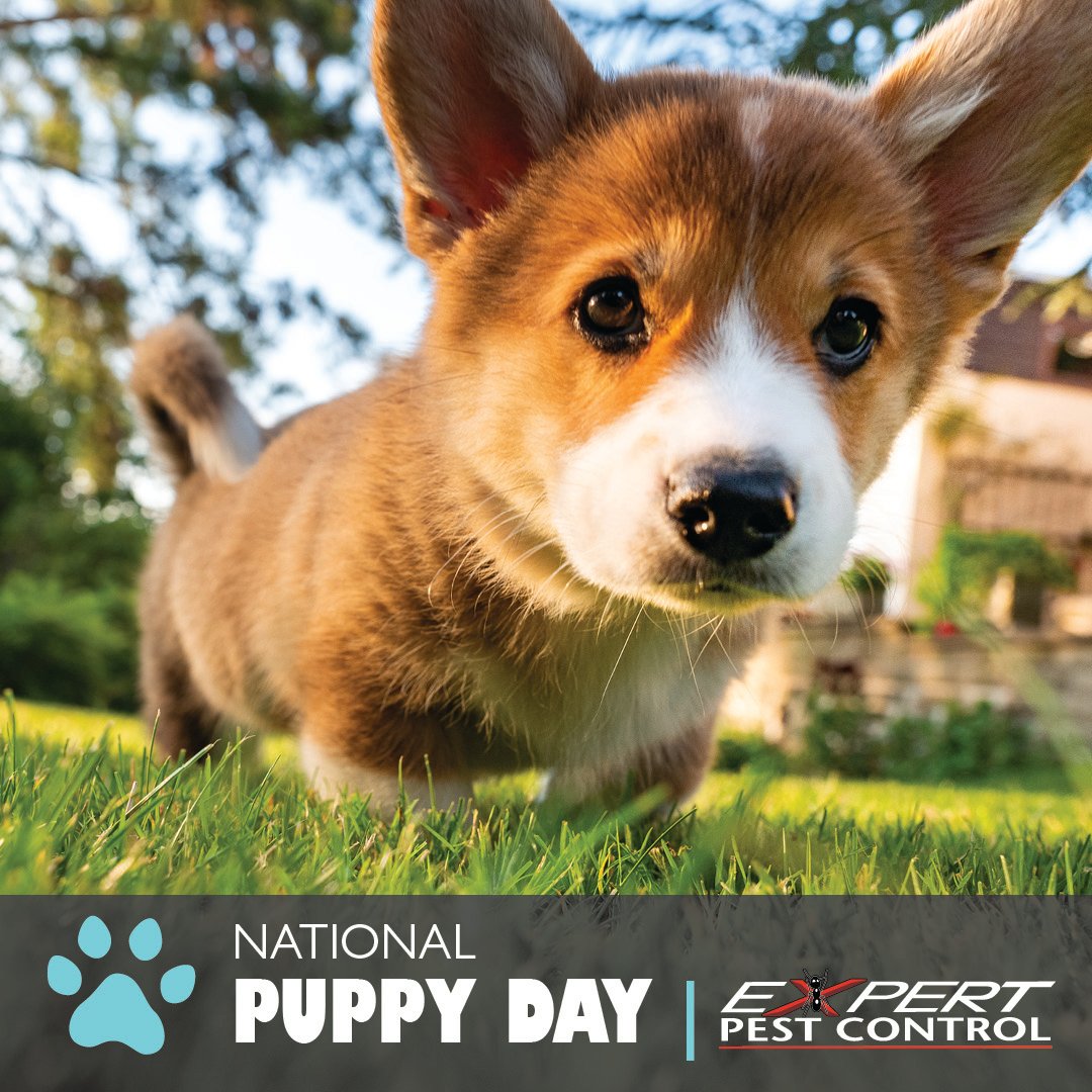 ExpertPestC's tweet photo. Every day should be #NationalPuppyDay! Give your #puppy some extra #dogtreats and love today. https://t.co/510bznQ4lf