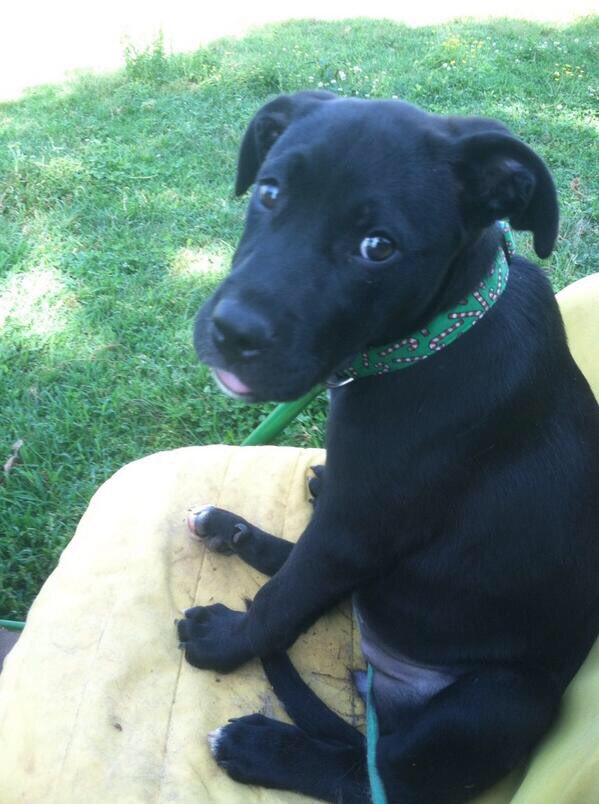 acres_windy's tweet photo. @waff48 My hard working farm pup https://t.co/Uhp6To7al9