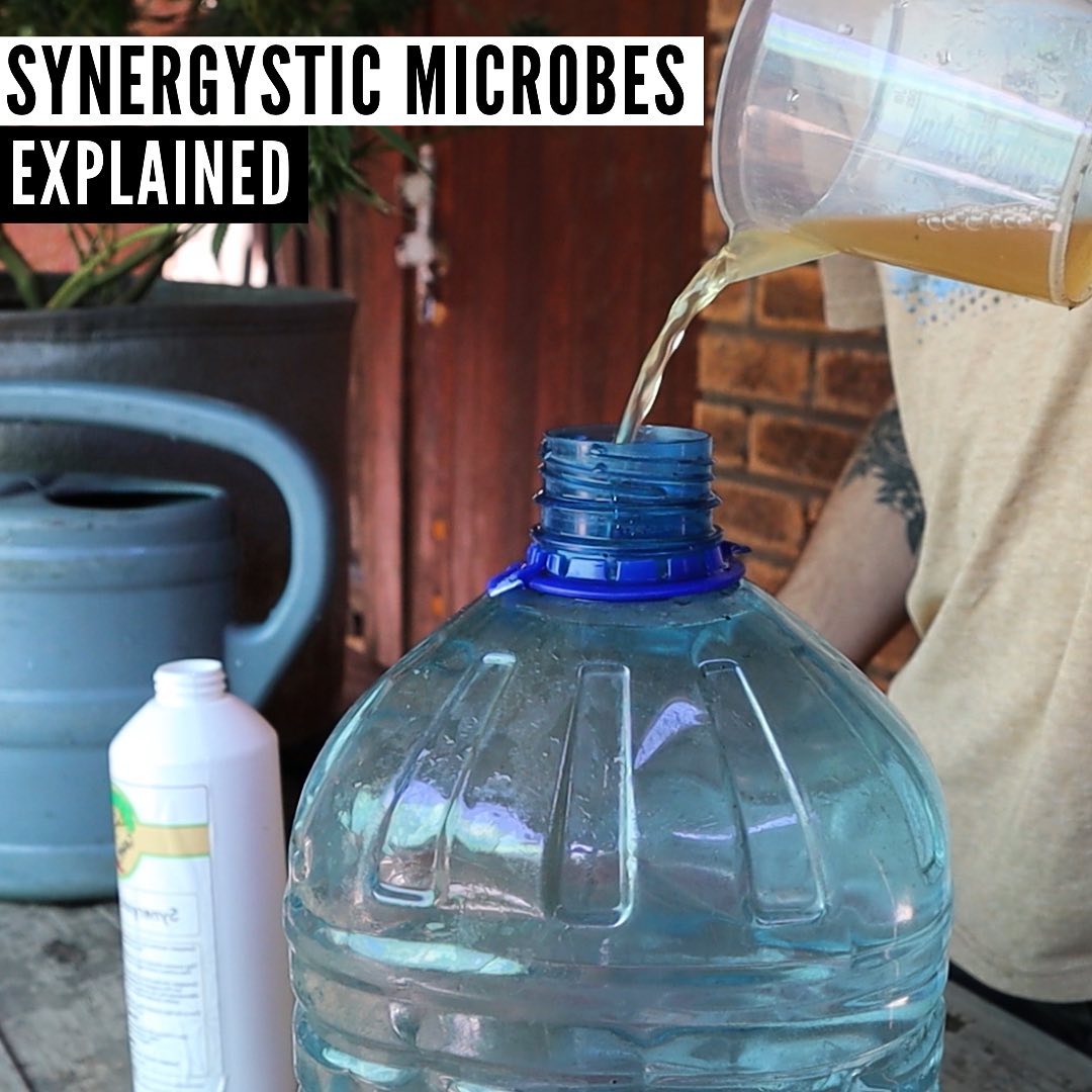 How to use Synergistic Microbes! 🦠

In this video Dean explains how easy it is to use Synergistic Microbes, a product from Kaya Farms.

This product stimulates the production of Organic Acids, Plant Vitamins and Bio-active Compounds. 

These compoun