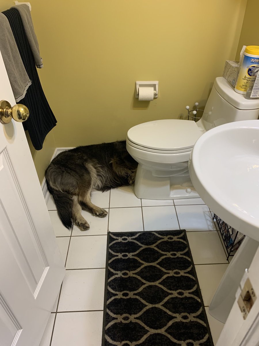 Here’s our Maisey, adopted May 2021,  enjoying some quiet time ⁦<a href="/breakfasttv/">Breakfast Television</a>⁩