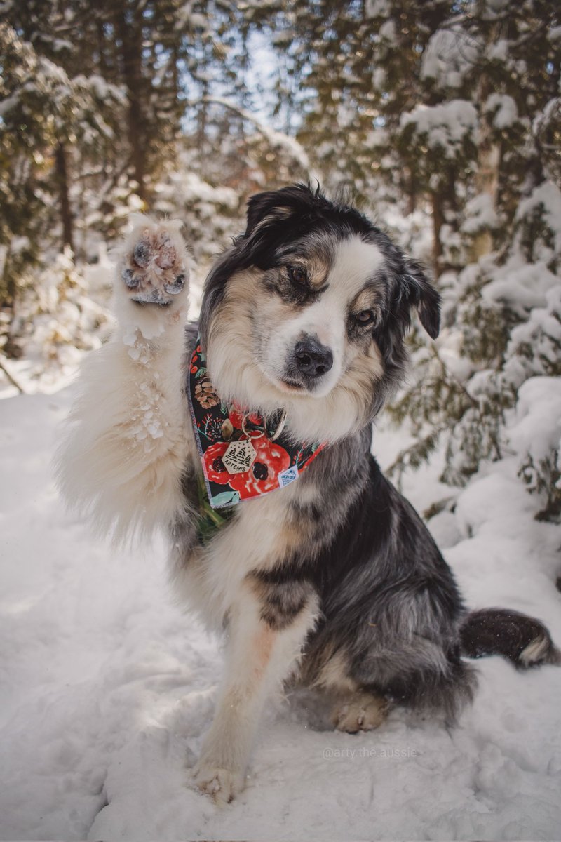 Hello 👋 #twitterdogcommunity happy Wendesday! ❤️