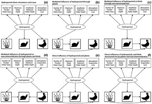 girls_can's tweet photo. Using #StructuralEquationModels @jody_n_daniel and I tested competing hypotheses about the direct and indirect role of #hydroperiod in driving #FunctionalDiversity of #wetland plants, birds and invertebrates. https://t.co/qiYzhAM4jz