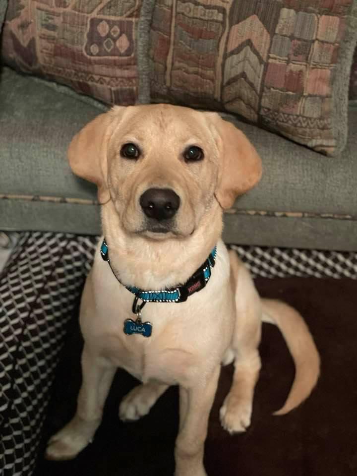 ilanajlowery's tweet photo. Happy National Puppy Day! Luca at 6 months old #labradorlove #labradork https://t.co/cAnwLG70KB