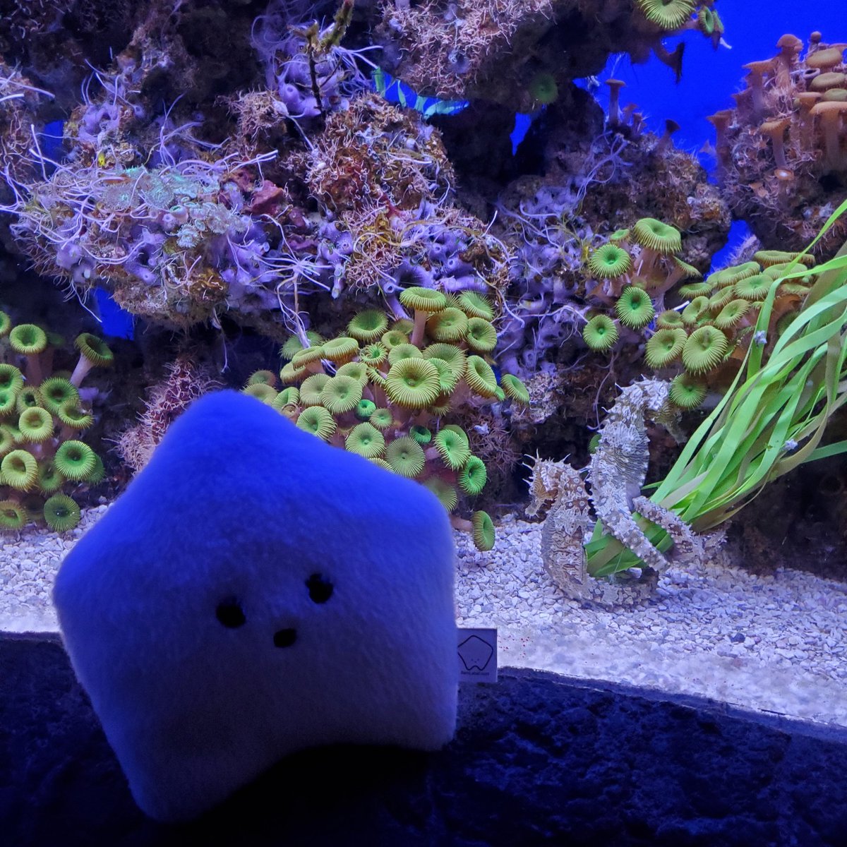 sucklet7's tweet photo. i think i would like to explore inside the ocean. there are friends down there.
#sucklet. #fishlet. https://t.co/hchjghJmIa