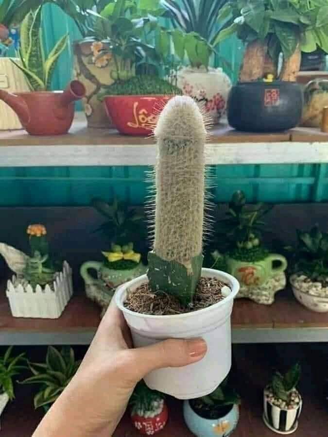 ចូលចិត្តសប្បាយ tweet media