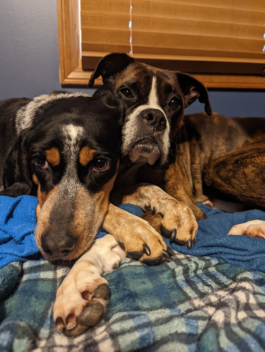 LyZrd29's tweet photo. @thegoodgodabove Iris and Ivy would like a double Ted Cruz smite today please. Amen #NationalPuppyDay https://t.co/URwIKVDPQj