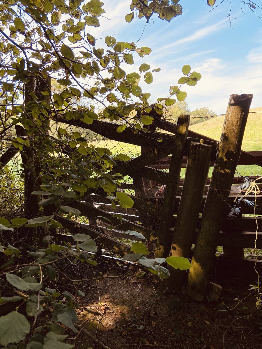 Agirlandherlife's tweet photo. #hiddengate #gate #overgrown #NaturePhotography #rustic #photography https://t.co/7UFRzPdqPt