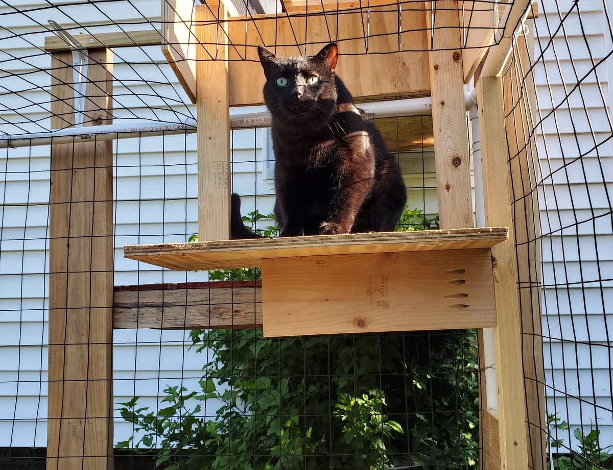 Stimpy enjoying the bootiful weather in he and Biscuit's catio/jungle gym/treehouse/she shed/sunroom on this sunny spring day. 😎💗 #catsofinstagram #catsoftwitter #AdoptDontShop