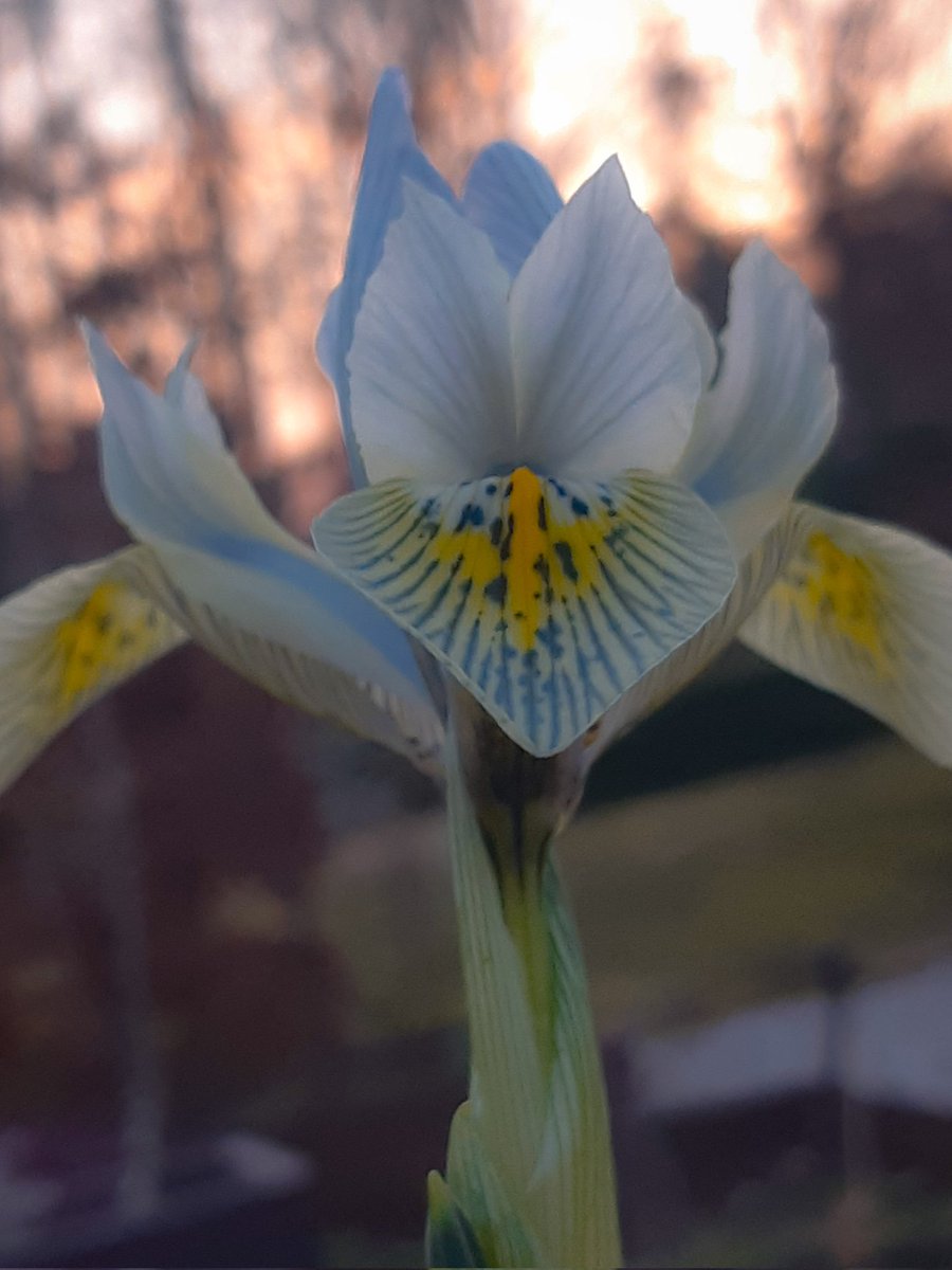 LotteTruelsen's tweet photo. Iris Katharine Hodgkin flowering in the greenhouse 😍
#Flowers #GardeningTwitter #gardening https://t.co/CLOjAFBkSd