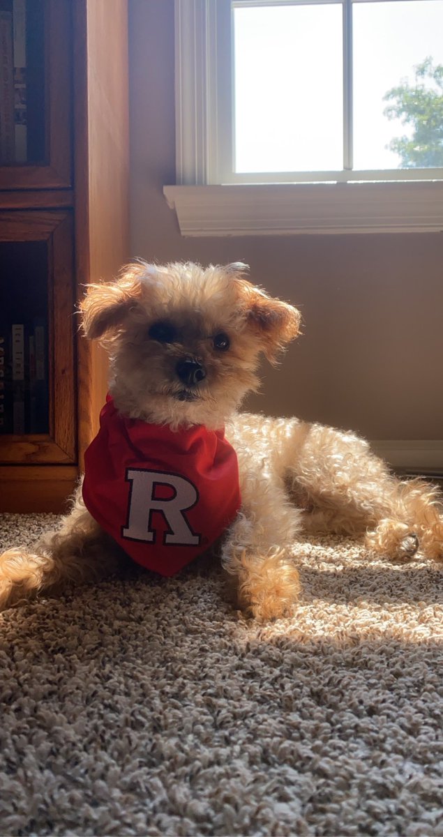 jillianhynes's tweet photo. Rutgers puppies!!!!😍😍😘🫶🏼 I know Bones and Fredo love @Rutgers_Cheer just as much as I do😇 Please consider donating to our favorite program - the Spirit Program - this Giving Day using the following link! https://t.co/gjgT3FVmj5 #RUGivingDay #allthingscute https://t.co/gYsEFd44oq