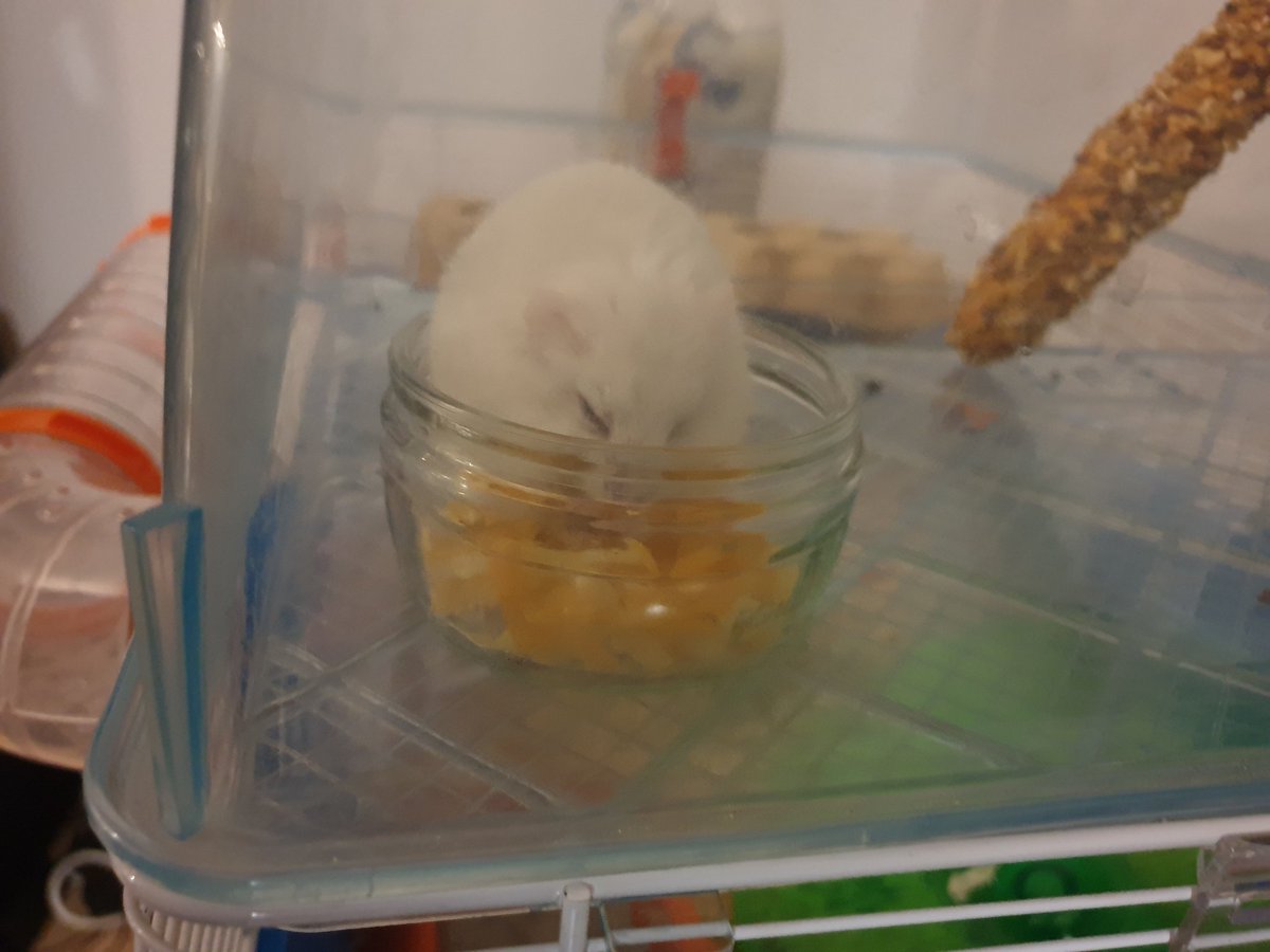 hamsterUpdate's tweet image. OMG!!! An entire bowl of cheese!!!