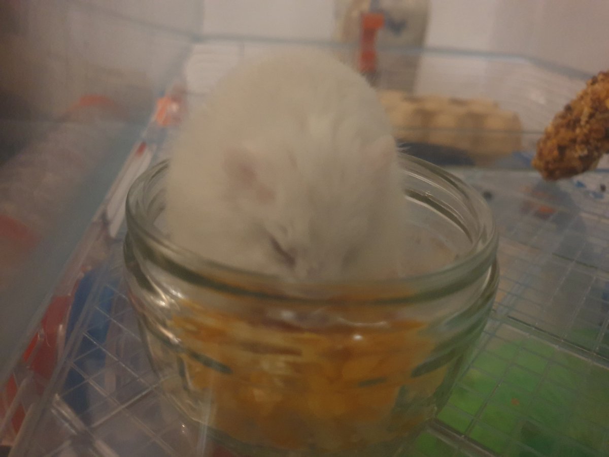 hamsterUpdate's tweet image. OMG!!! An entire bowl of cheese!!!
