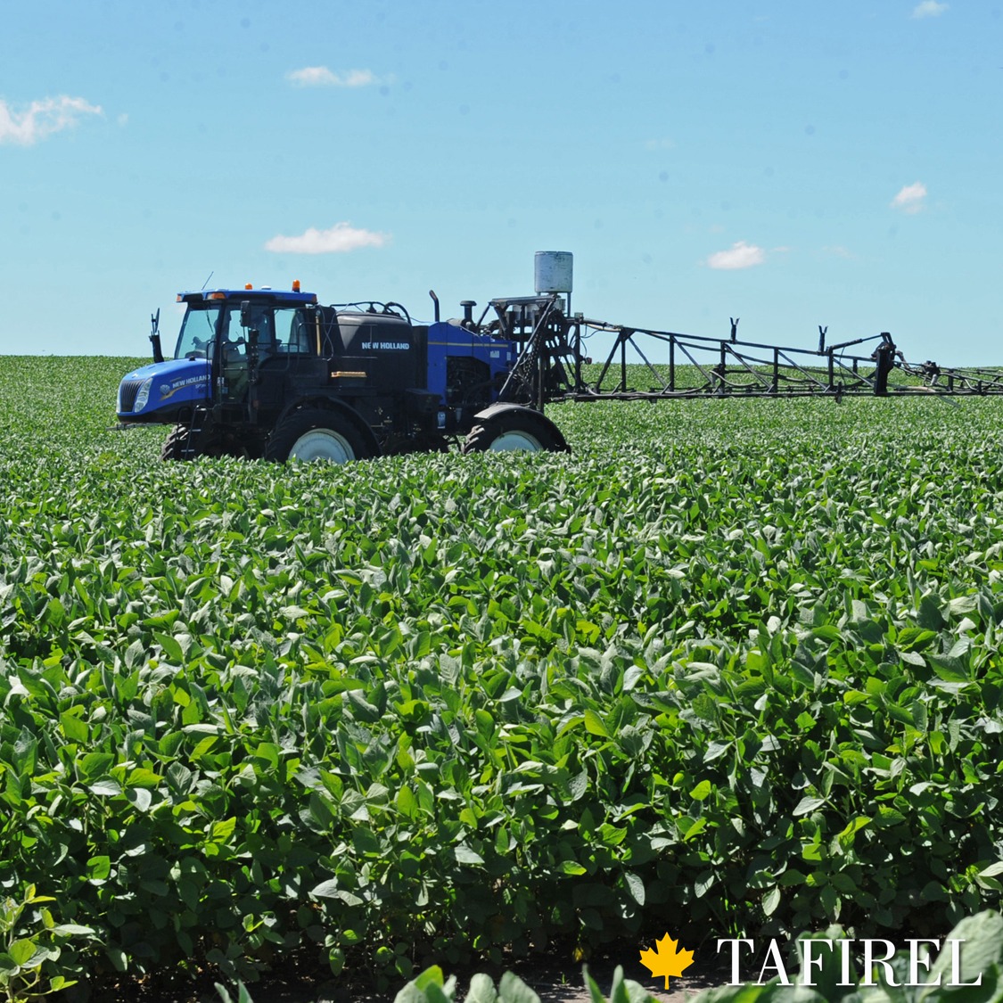 ¿Estamos llegando con los productos al objetivo?🤔

Creemos que el bajo controle de lagartas que se está viendo se debe a que este año la plaga prosperó tardíamente con cultivos muy densos, dificultando la llegada de los productos.

Adherex Siliconado➡️Mejores aplicaciones