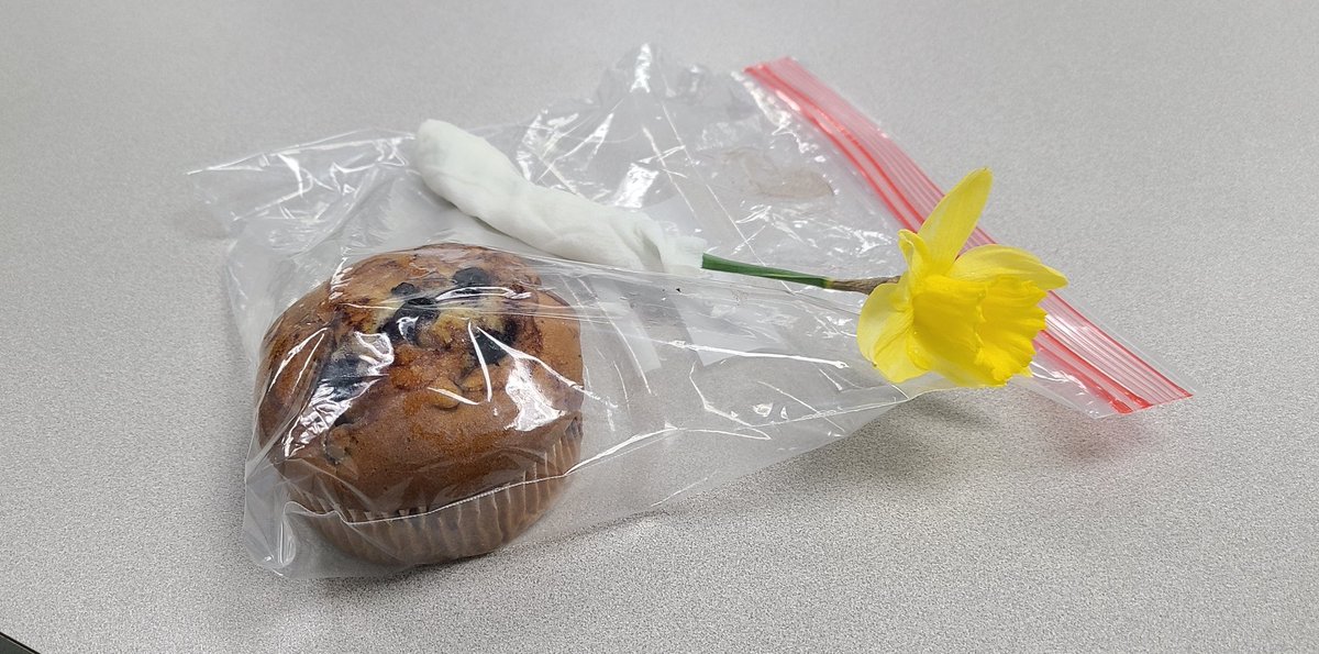 DHSCyberTAG's tweet photo. I am beyond appreciative of a caring student today, who shared their muffin with me and brought me a flower 🌼 🌸 💗 https://t.co/GCa4ePf83J