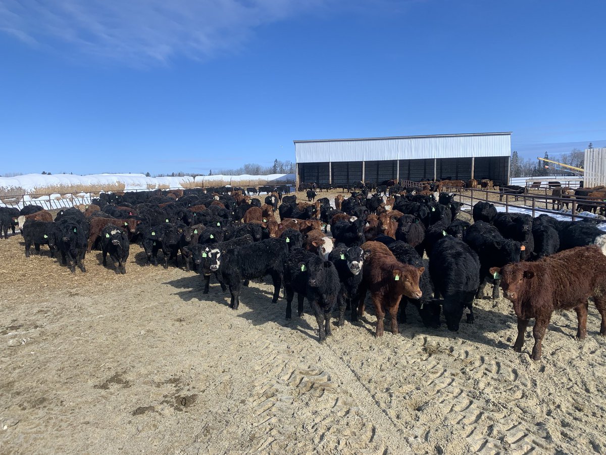 Looking for some VBP+ calves? There will be a nice selection at this years sale April 29th at Keady. <a href="/SeesonRanchGreg/">Greg Seed</a> and family bringing in big numbers for some nice packages of quality northern calves!
