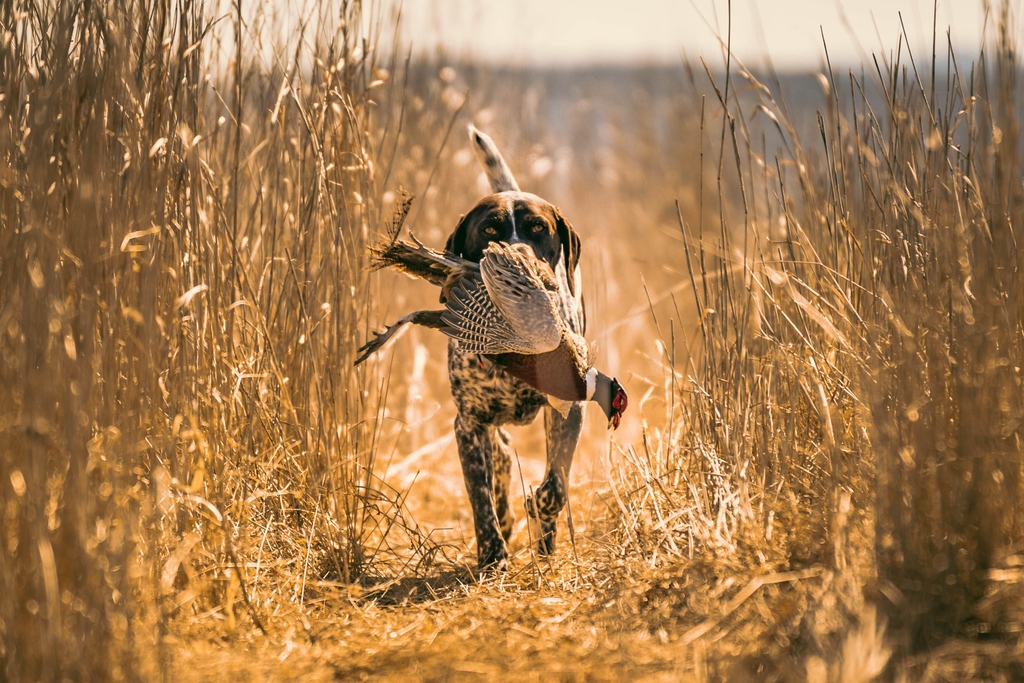 Gunner_Kennels's tweet photo. The best hunts are complete with a dog by your side, and this image by Jordan H. brings you right to the center of an Upland hunt. Congrats Jordan, you’re our winner for the #GunnerEffect22 Upland category.
See all finalists here: https://t.co/0HKIrj068Z https://t.co/UI1Splw60j