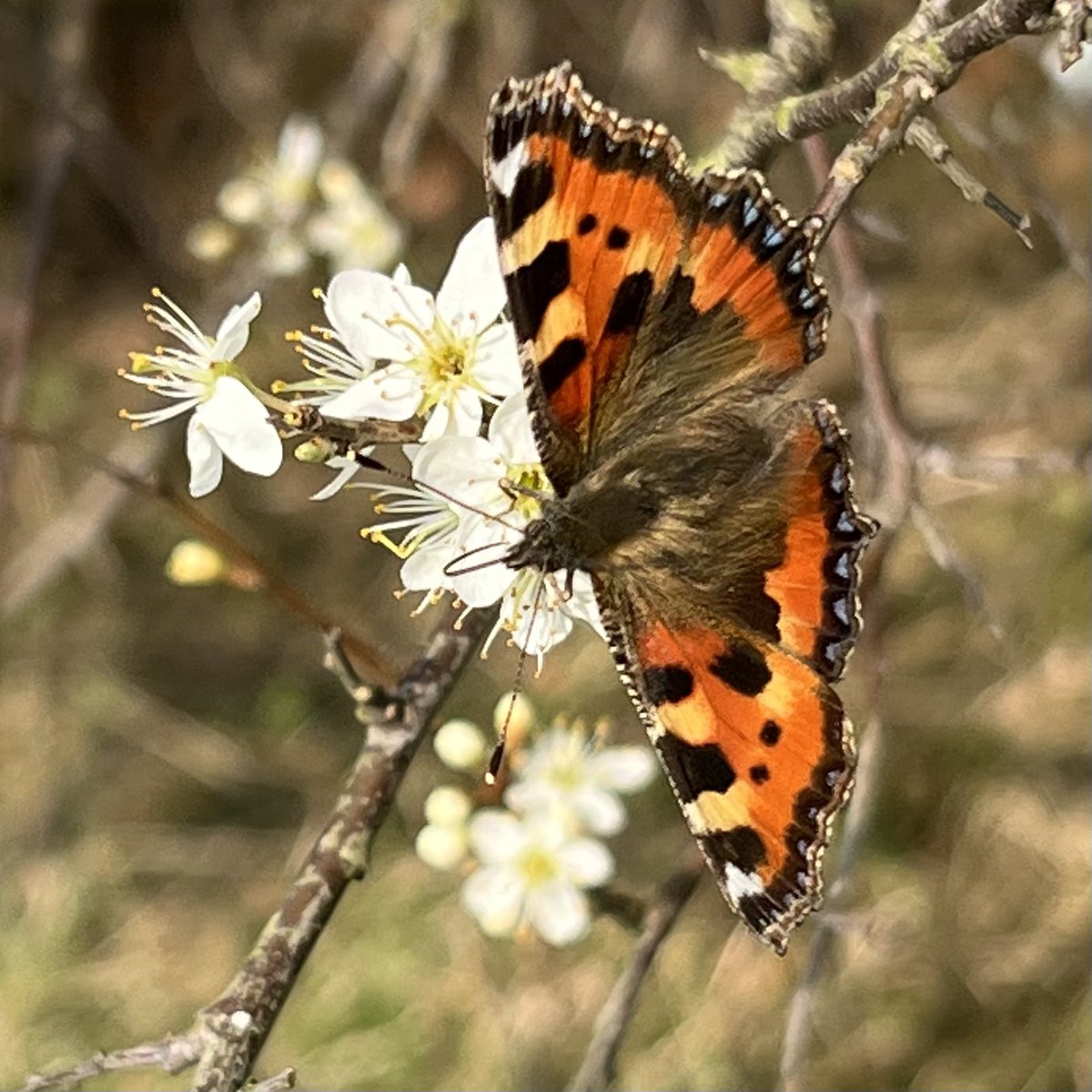 crouchingtom's tweet photo. Spring is well and truly here! So many insects on the tree blossom today https://t.co/MBmp3p6xqE