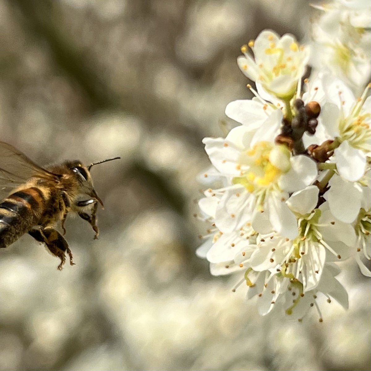 crouchingtom's tweet photo. Spring is well and truly here! So many insects on the tree blossom today https://t.co/MBmp3p6xqE