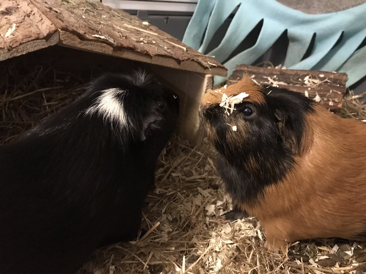 TedFranklinPigs's tweet photo. When your brofur popcorns right in front of your face then pretends he hasn’t… Thanks, Franklin 😑 #notimpressed https://t.co/bonPxKwSOI