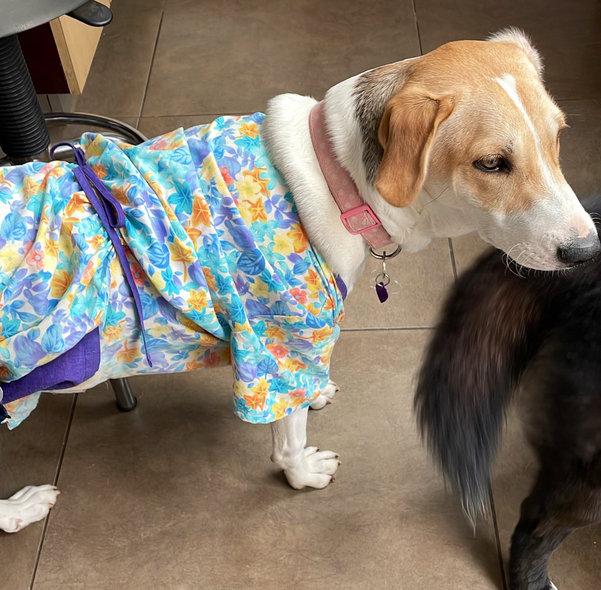 ZmixVal's tweet photo. Esto vine a encontrar hoy..l recién operada hasta batín le hicieron #AdoptaNoCompres #exageradas la Sally debe sentirse modelo.. https://t.co/KZ3Ei5FEf9