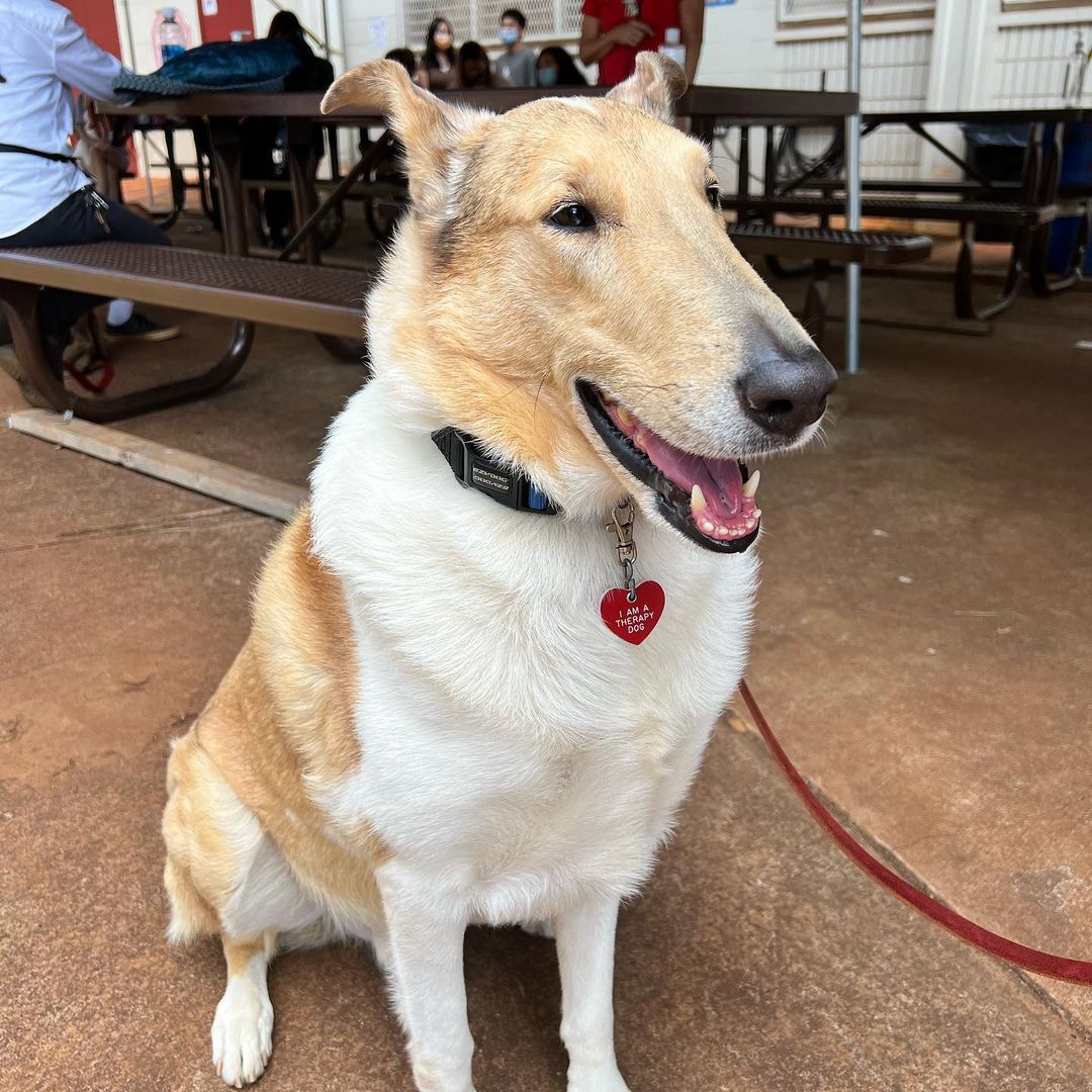 In honor of national puppy day, we'd like to give a shoutout to Mililani High School for bringing in therapy dogs to campus! 🐶❤️
