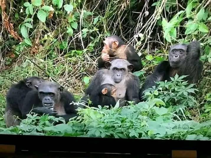 RadioCultureFm's tweet photo. Tourisme et Découverte : A Pongo Songo, l'île aux singes vous appelle dans la Sanaga Maritime à Edéa.
Suivez-nous sur @RadioCultureFm
#Nature #Détente #Découverte #Ile #Singes #PongoSongo #Edéa #Sanaga #maritime https://t.co/jdLAMIyNnN