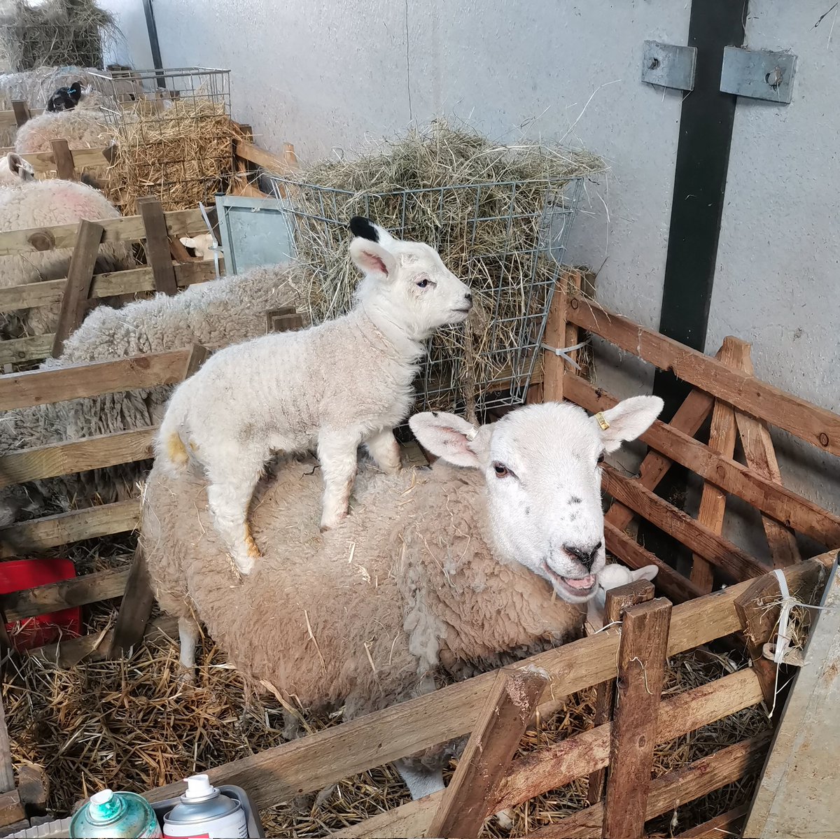 Anna Corn tweet media