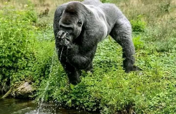RadioCultureFm's tweet photo. Tourisme et Découverte : A Pongo Songo, l'île aux singes vous appelle dans la Sanaga Maritime à Edéa.
Suivez-nous sur @RadioCultureFm
#Nature #Détente #Découverte #Ile #Singes #PongoSongo #Edéa #Sanaga #maritime https://t.co/8H6EQG6DRB