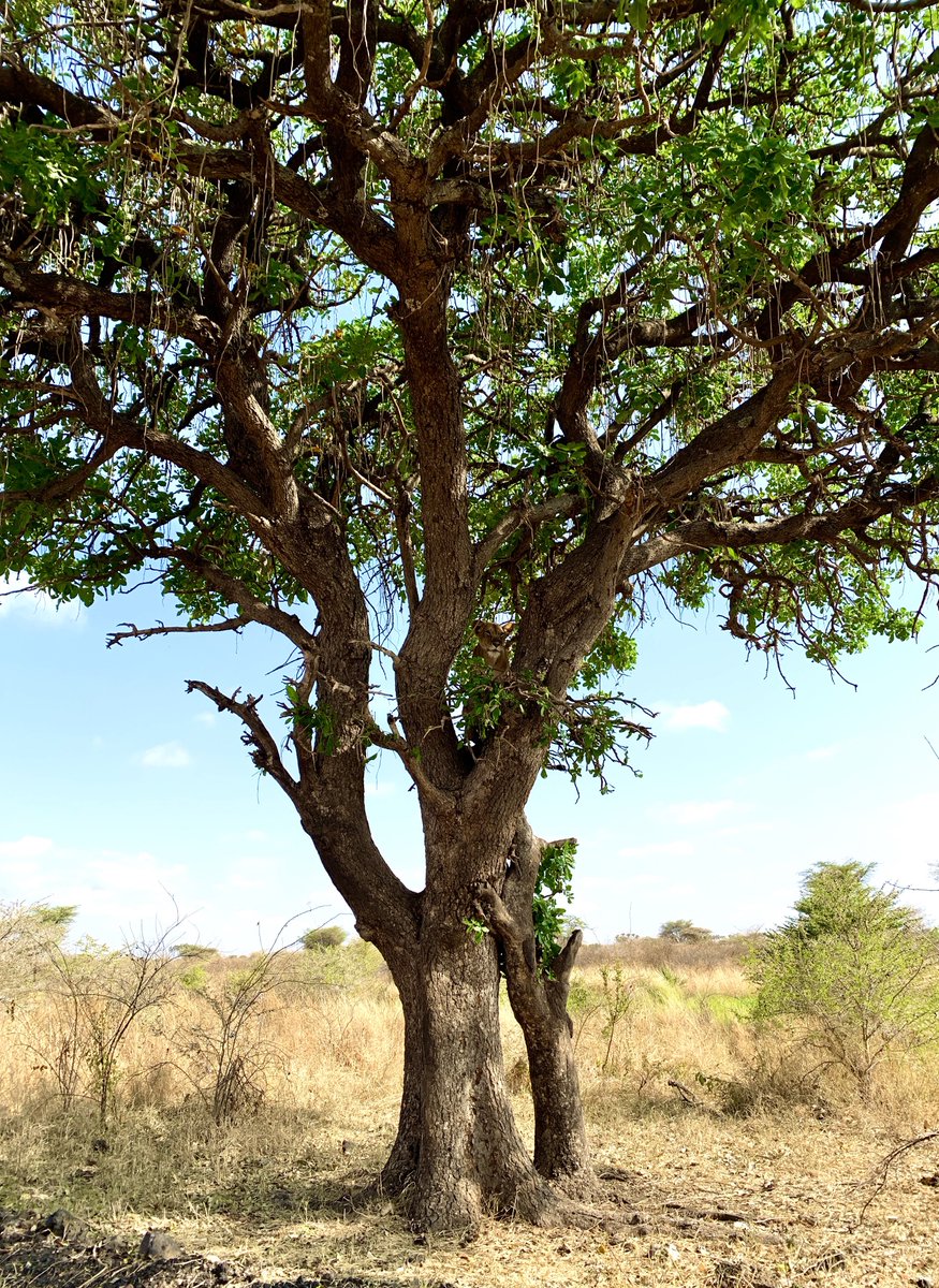 Earlier this week, in Meru National Park, #Kenya, while staying at @ElsasKopje. Spot the lion.