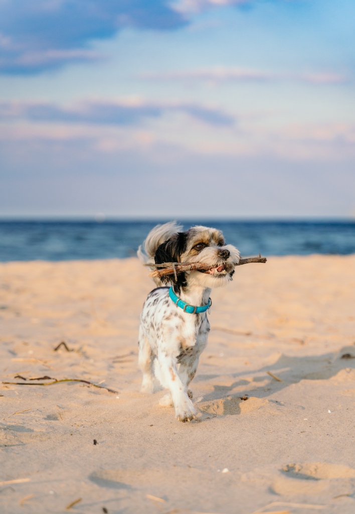 Happy National Pup Day! Some pup content to make your midweek slump a little less ruff 

Double-tap if you're feeling ready for those beach summer days ☀️🌊