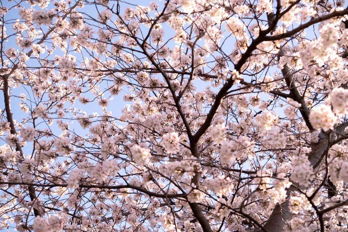 Taylor08n's tweet photo. Some pictures I took from the cherry blossoms https://t.co/dQSq7NJtAI