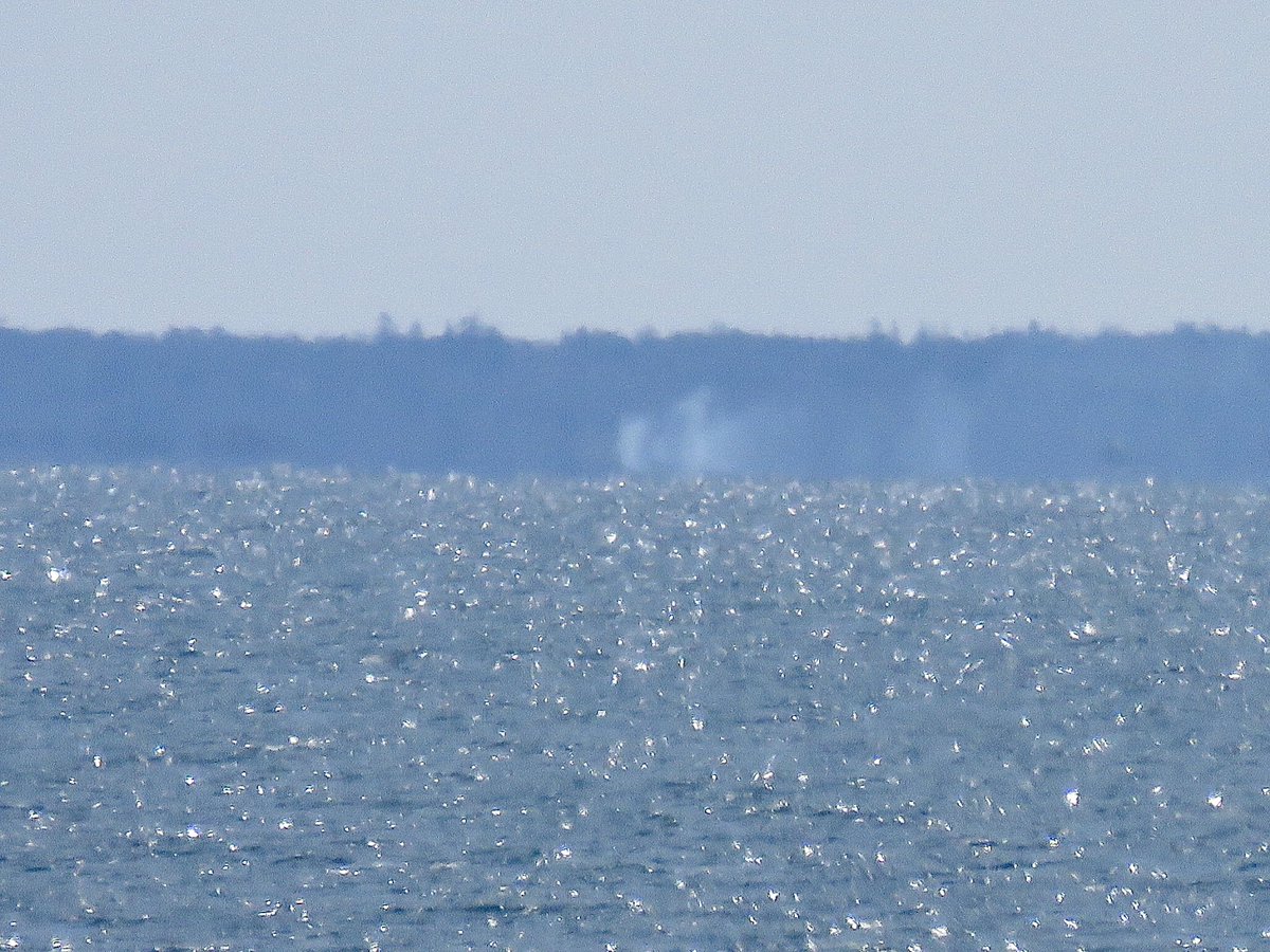 MA_Sharks's tweet photo. Just eating lunch at my favorite spot, Manomet Point in Plymouth, whilst I watch the right whales frolicking in Cape Cod Bay. Still a ways out but thanks to my @CanonUSAimaging SX60 I captured a few spouts. https://t.co/HBwn6THH0J