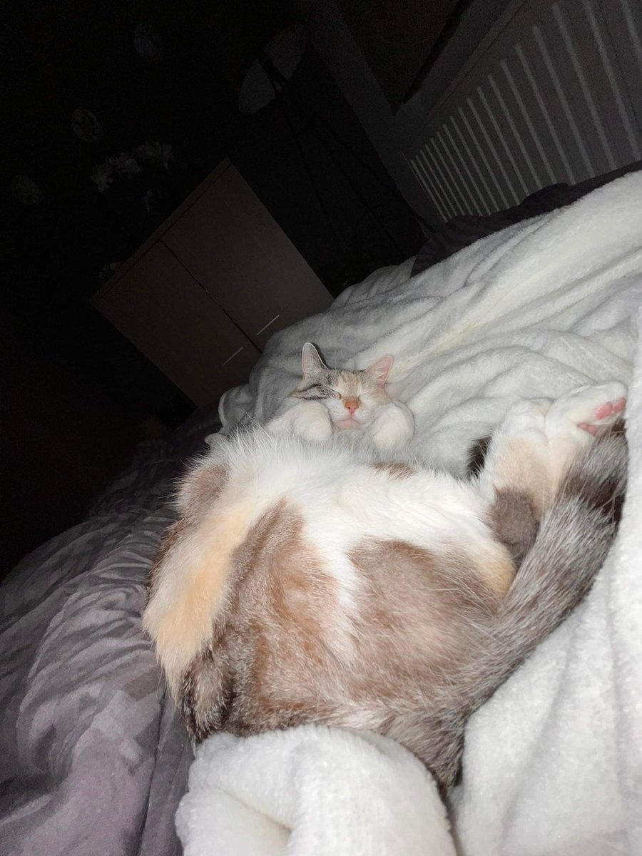 princess Lou tweet media