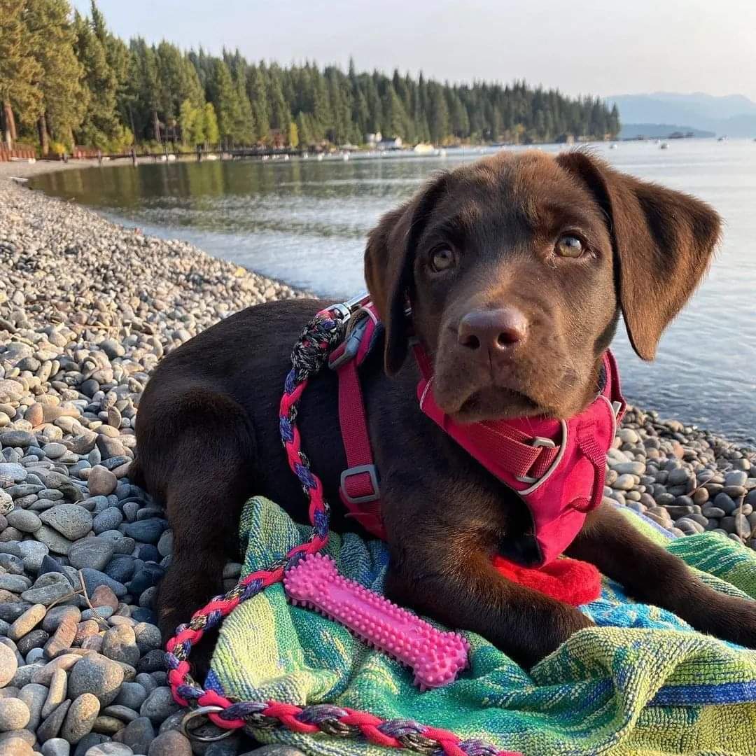 Dogs make the best of friends! 💙 Show your fur babies some love today! #NationalPuppyDay 🐶🐾

Puppy: tahoetash 
Puppy mom: <a href="/kbiggers23/">Katie Biggers</a>