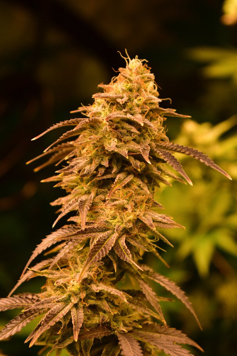 BlazingVisuals's tweet photo. “When you smoke the herb, it reveals you to yourself” - BM

Visually gorgeous and extremely aromatic Tippy Toes strain 🍃

#BlazingVisuals 
#NFTCannabis #PuertoRico #NFTPuertoRico #SwampBoysSeeds #CannabisNFT #Metamariwanos https://t.co/LvDQnqBfdW