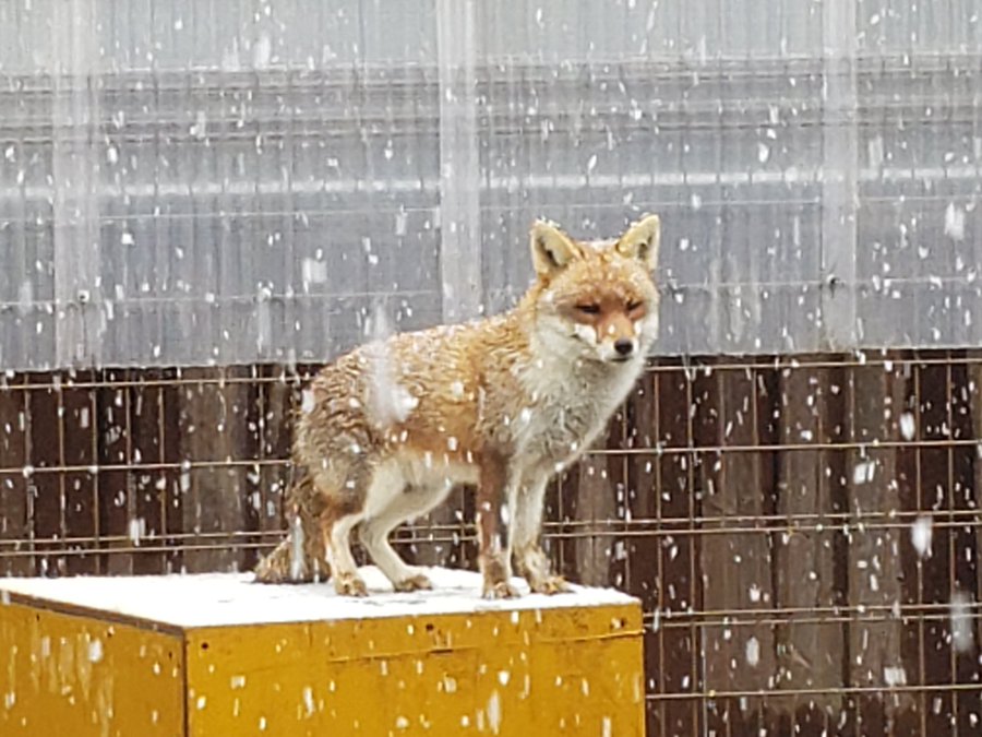 アカギツネちゃんも生足でヒザ要素あってすき 