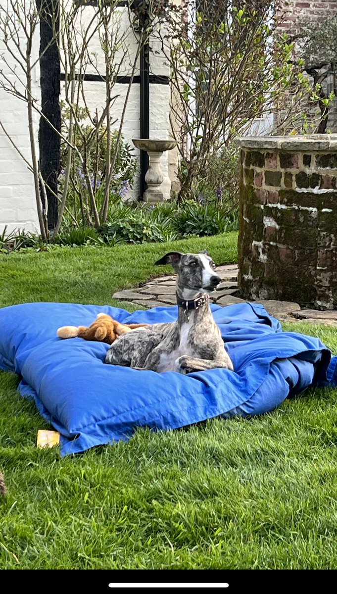 Lay on the grass!  I don’t think so!  #whippet