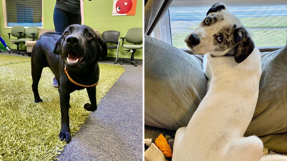 VoIPSupply's tweet photo. Happy #NationalPuppyDay! Do you think your pupperoni is cuter than the pups of #VoIP Supply? Drop a picture in the comments, we want to see! https://t.co/uIVRaiRKUb