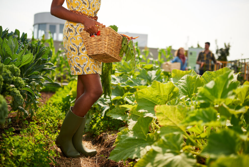 Compost_US's tweet image. Interested in composting but don’t have a garden to use your compost? Consider donating your compost to a local school or community garden. More schools are adding gardening programs to complement their food system curriculum, so why not help out! onegreenplanet.org/lifestyle/thin…