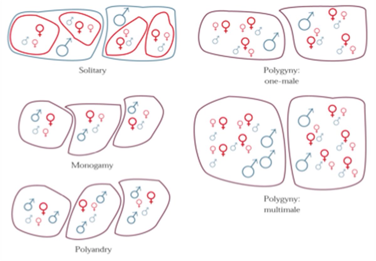 BioAnthEvolving's tweet photo. This graphic sums up the characteristics of various mating systems that primate societies are structured by. These systems affect evolved behavior and morphology (e.g., sexual dimorphism). #Exam2 https://t.co/Z6WF6RFY3F