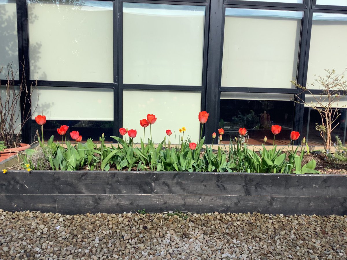 MacswineyCc's tweet photo. Back in October we planted our bulbs for Bees 🐝 @GaisceAward … Just look at how they’ve bloomed 😍😍😍😍😍 https://t.co/FRkNVPv1uP