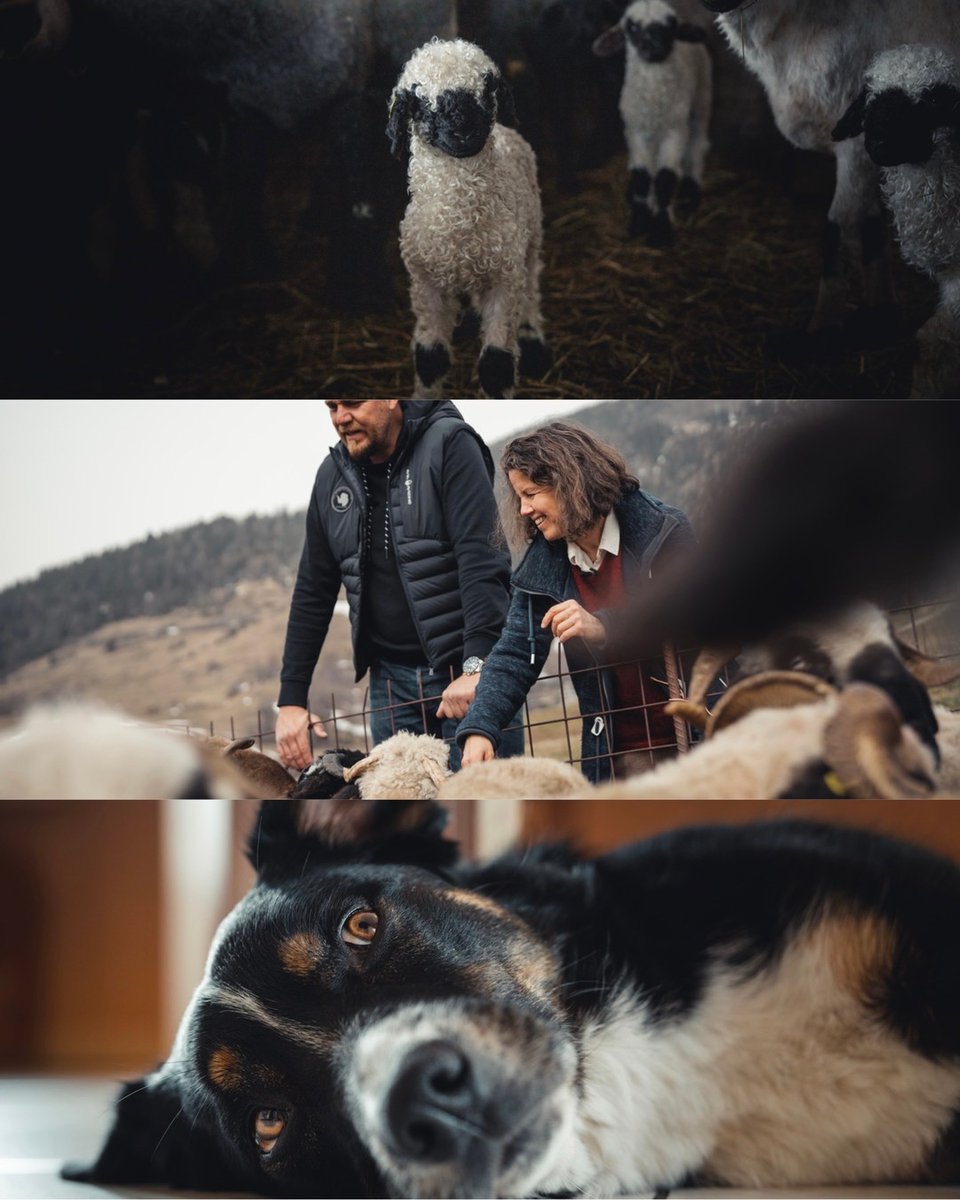 Varonier z'Gascht bi... fabiennetruffer 🐏🌕
Eine Sendung von #WalliserSchwarznasen bis zum #Mond! 🎬
Schaltet ein, heute Abend auf kanal9 📺
-
Varonier z'Gascht bi... Fabienne Truffer 🐏🌕
Une émission des #NezNoirs valaisans jusqu'à la #Lune ! 🎬
Ce soir sur canal9 📺