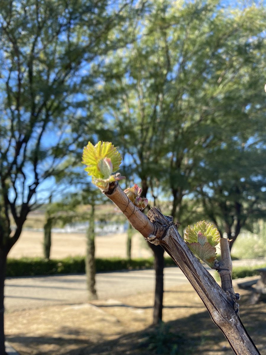 The buds have broken. #cabernetfranc are our first to bud this year. We are excited to get the season started! #budbreak #akashwinery