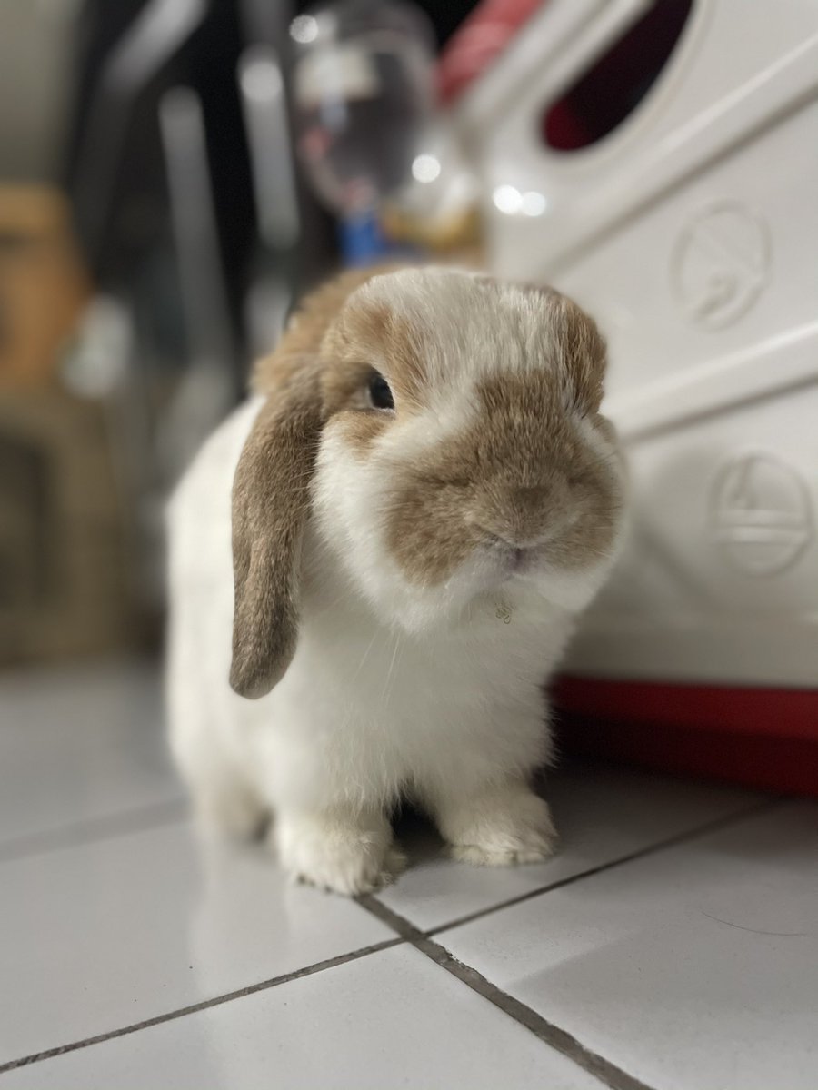 pangnrm's tweet photo. @hashflownetwork Only have a bunny but wanna join this activity too😆 / my bunny is smart like a dog, im sure that he can be #hashpuppy definitely 🤪🐶 https://t.co/ShtixxbT2T