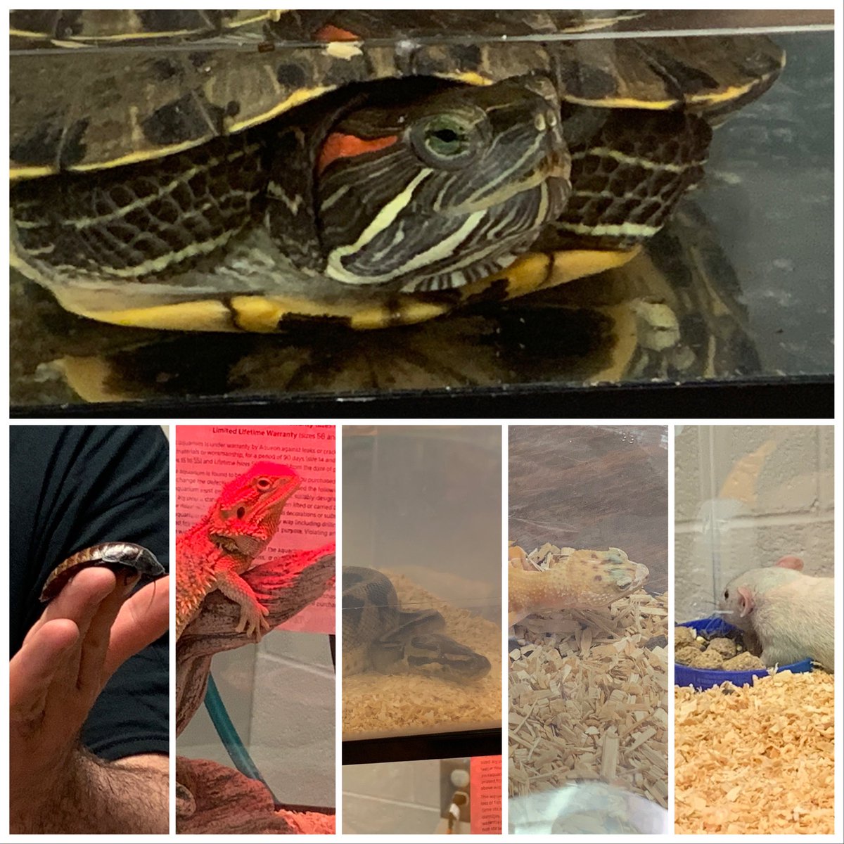 mslamarteach's tweet photo. Next stop: Animal LIFE CYCLES!! @bullardbulldogs @PtsaBullard @STEMcobb #scienceday https://t.co/TrGhxI6BIU